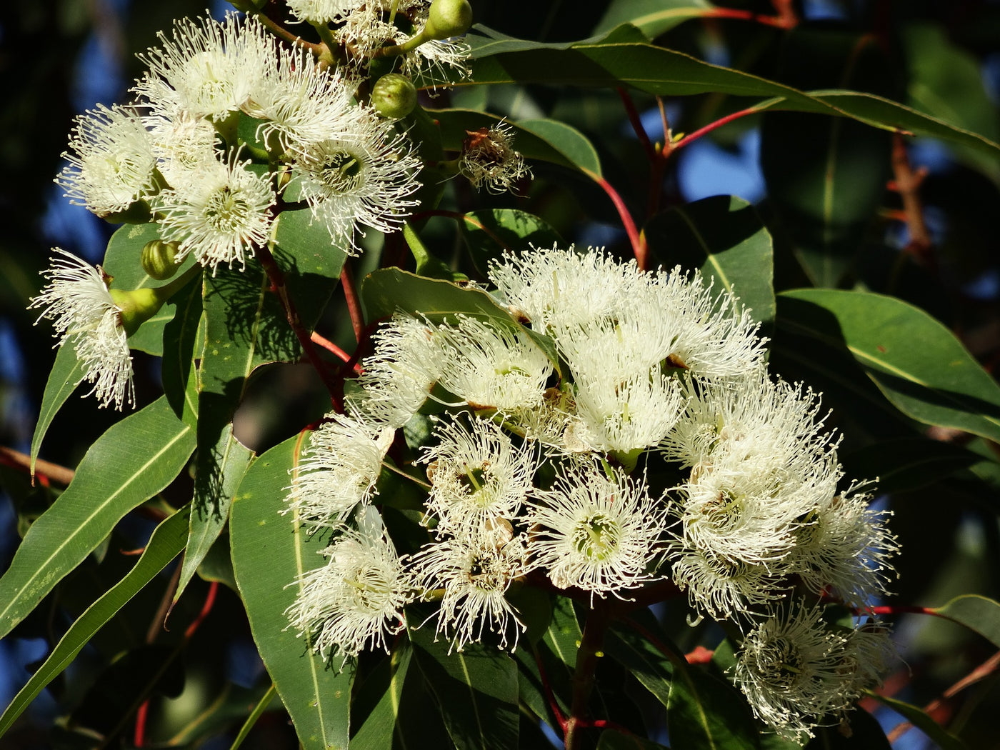 Eucalyptus Radiata – Twenty Lemons