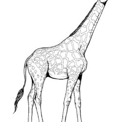 Color Page Giraffe