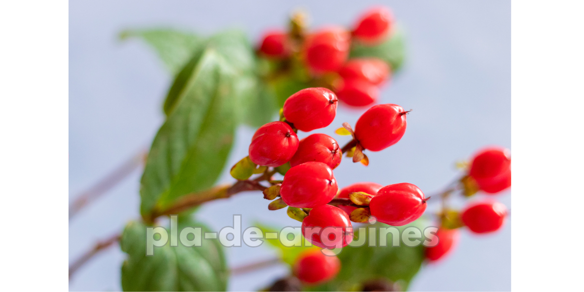 Hypericum Berries
