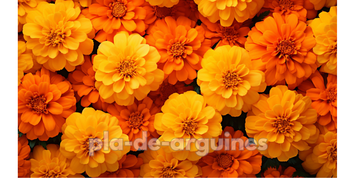 Marigolds