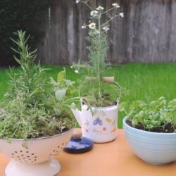How To Start An Herb Garden