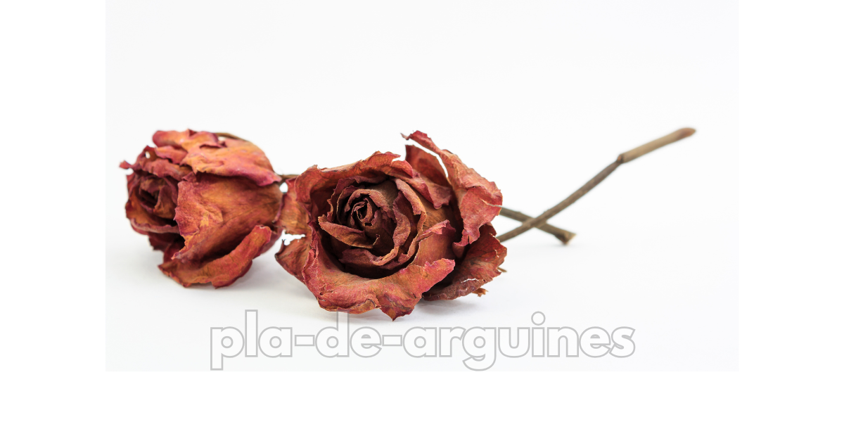 dried roses