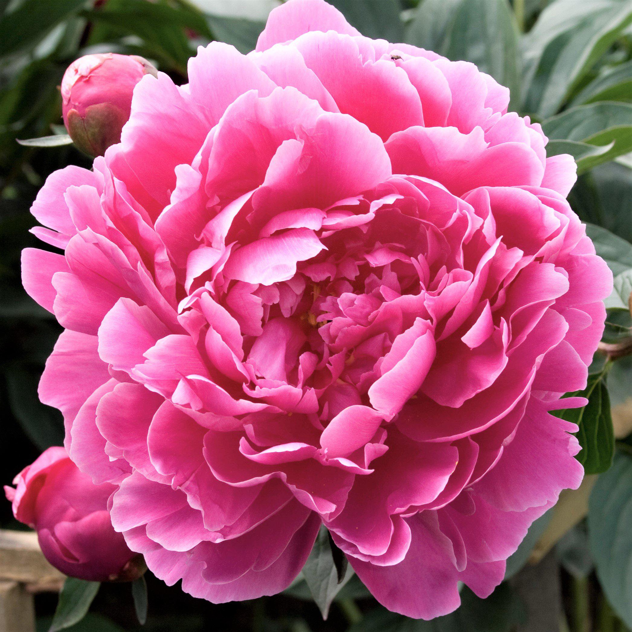 Peony Dr Alexander Flemming – Easy To Grow Bulbs