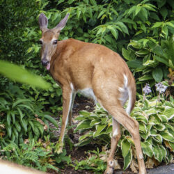 How To Deter Deer From Garden
