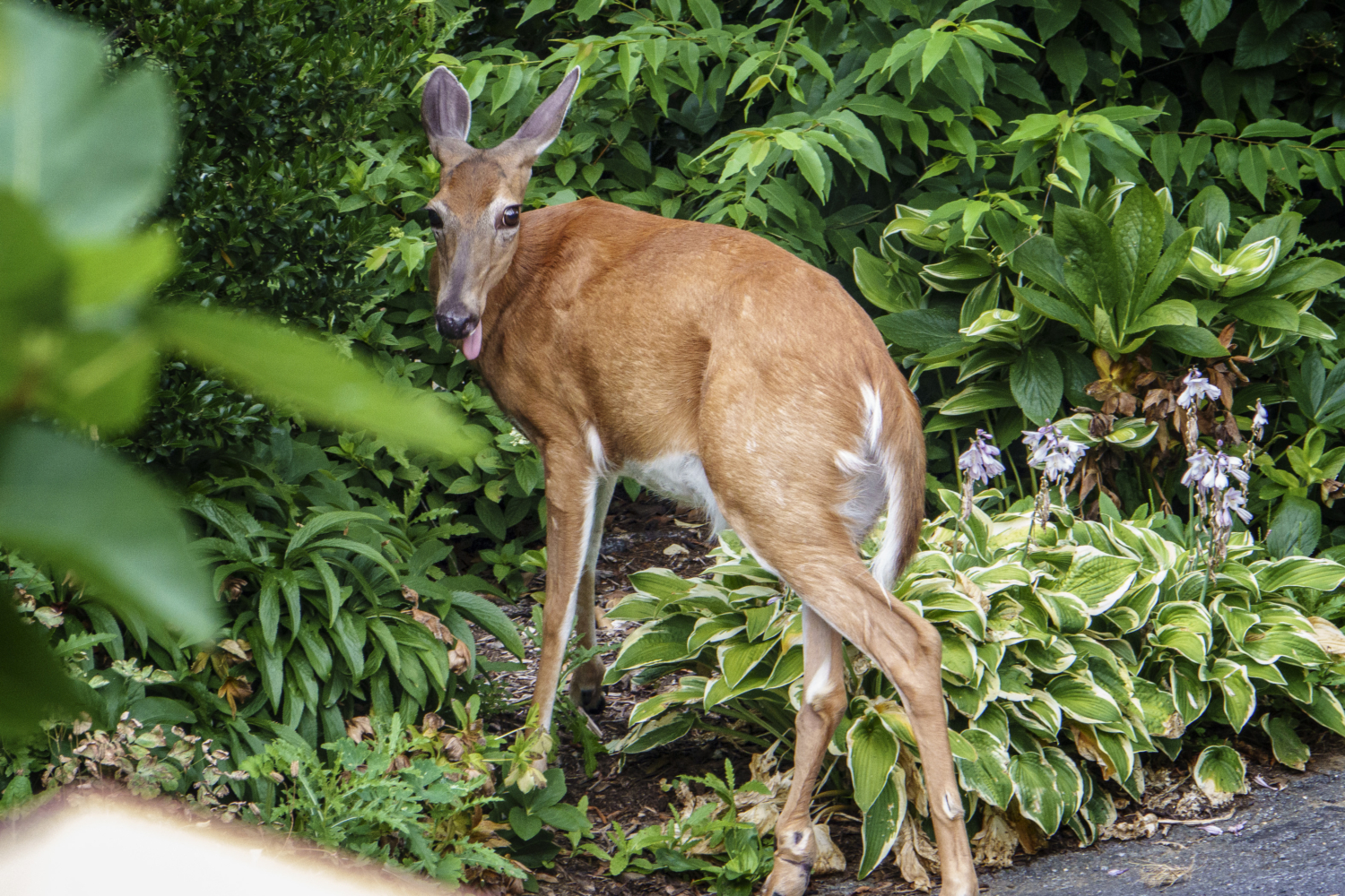 5 Tips to Deter Deer from Your Garden – Merrifield Garden Center