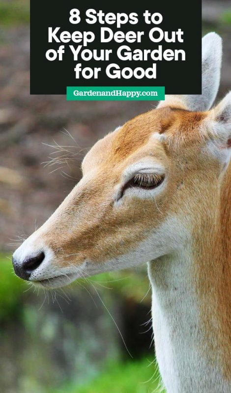 8 Steps to Keep Deer Out of Your Garden for Good - Garden and Happy
