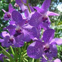 Orchid Flower Arrangement Ideas