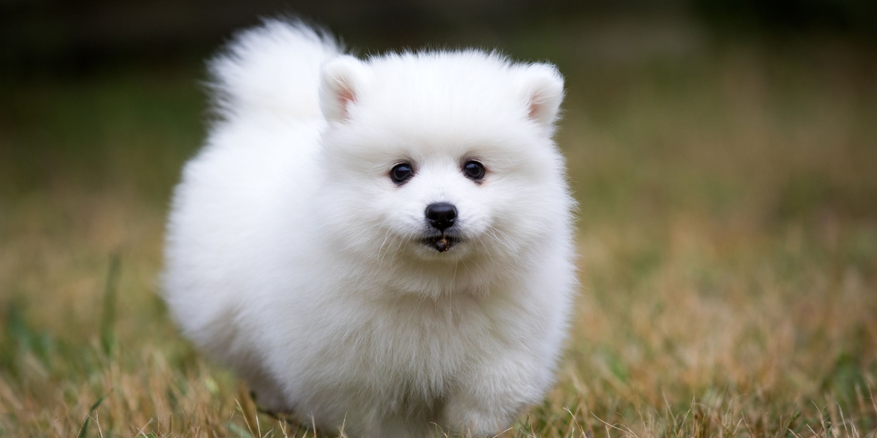 Small Dog Breed For Sale at Johnnie Sharp blog