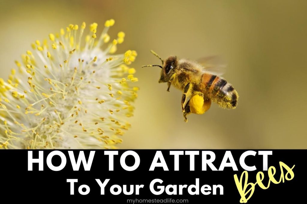 How To Attract Bees To Your Garden - My Homestead Life