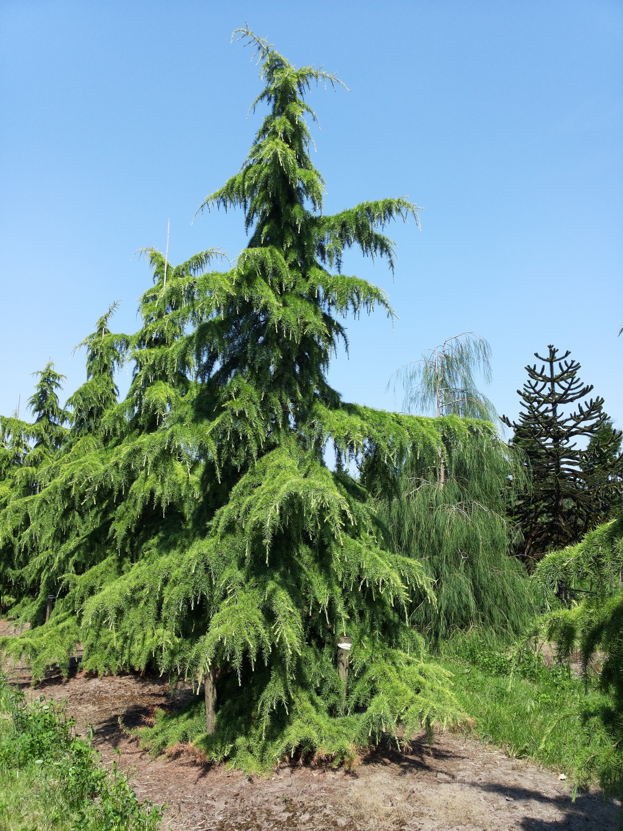 Cedrus deodara | Himalayan cedar, Deodar cedar - Van den Berk Nurseries