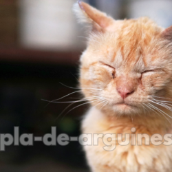 Best Food for Sick Cats Recovery