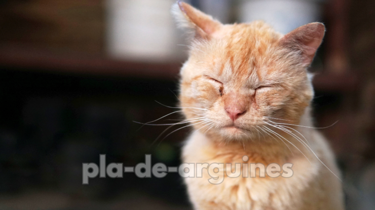 Best Food for Sick Cats Recovery