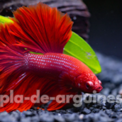 Best Plants for a Betta Fish Aquarium