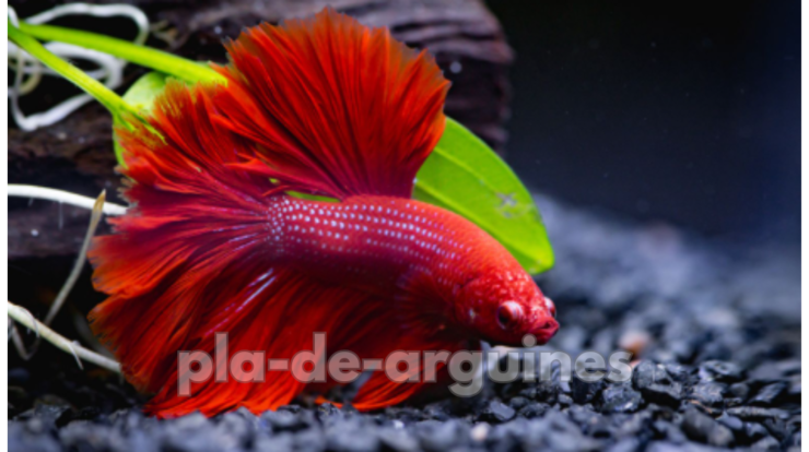 Best Plants for a Betta Fish Aquarium
