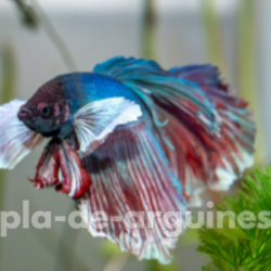 Can Betta Fish Live with Other Fish