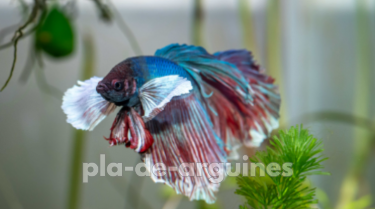 Can Betta Fish Live with Other Fish