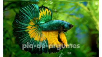 Ideal Water Temperature and pH for Betta Fish