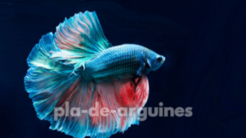 betta fish