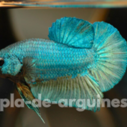 Betta Fish Feeding Schedule for Healthy Growth