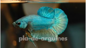 betta fish feeding schedule for healthy growth