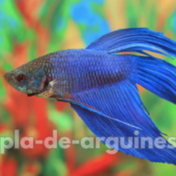 betta fish tank water