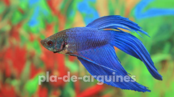 betta fish tank water