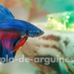 breeding betta fish at home