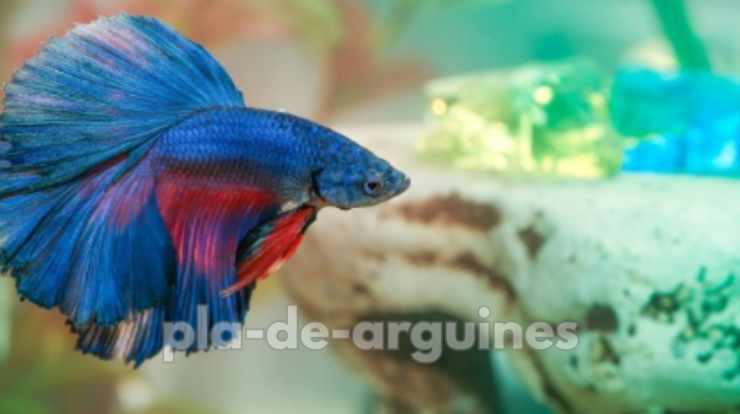 breeding betta fish at home