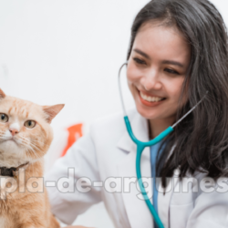 common cat health problems