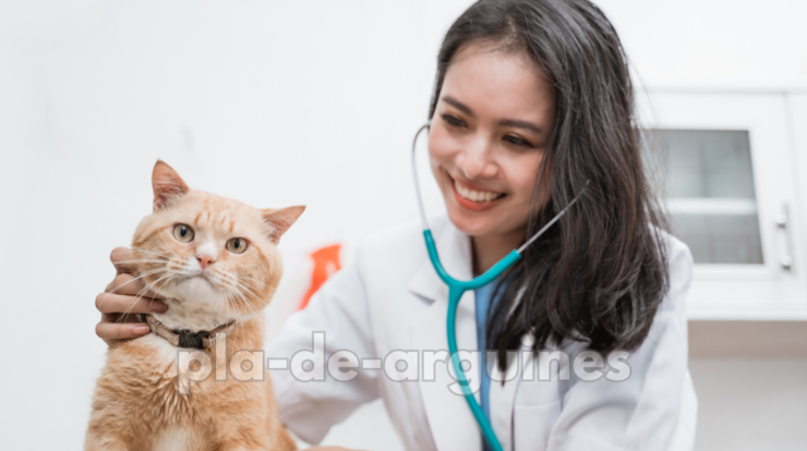 common cat health problems