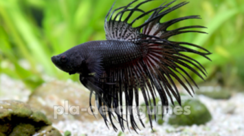 how to prevent fin rot in betta fish