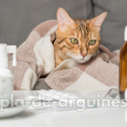 How to Take Care of a Sick Cat at Home