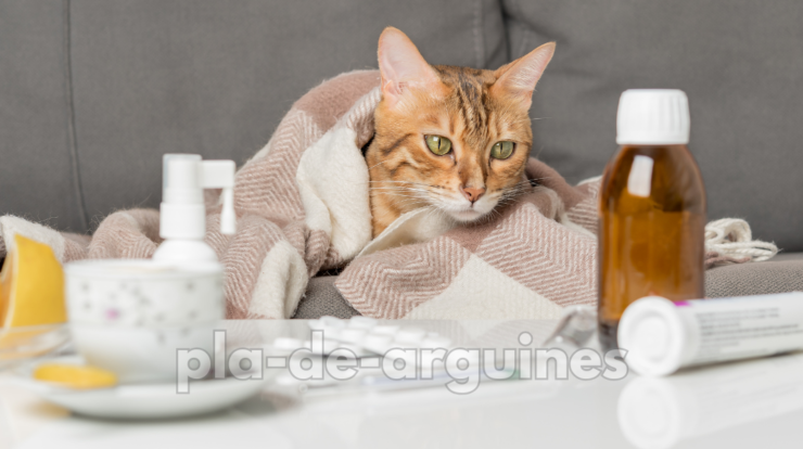 how to take care sick cat