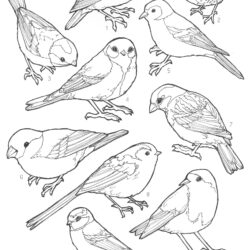 Bird Coloring Page
