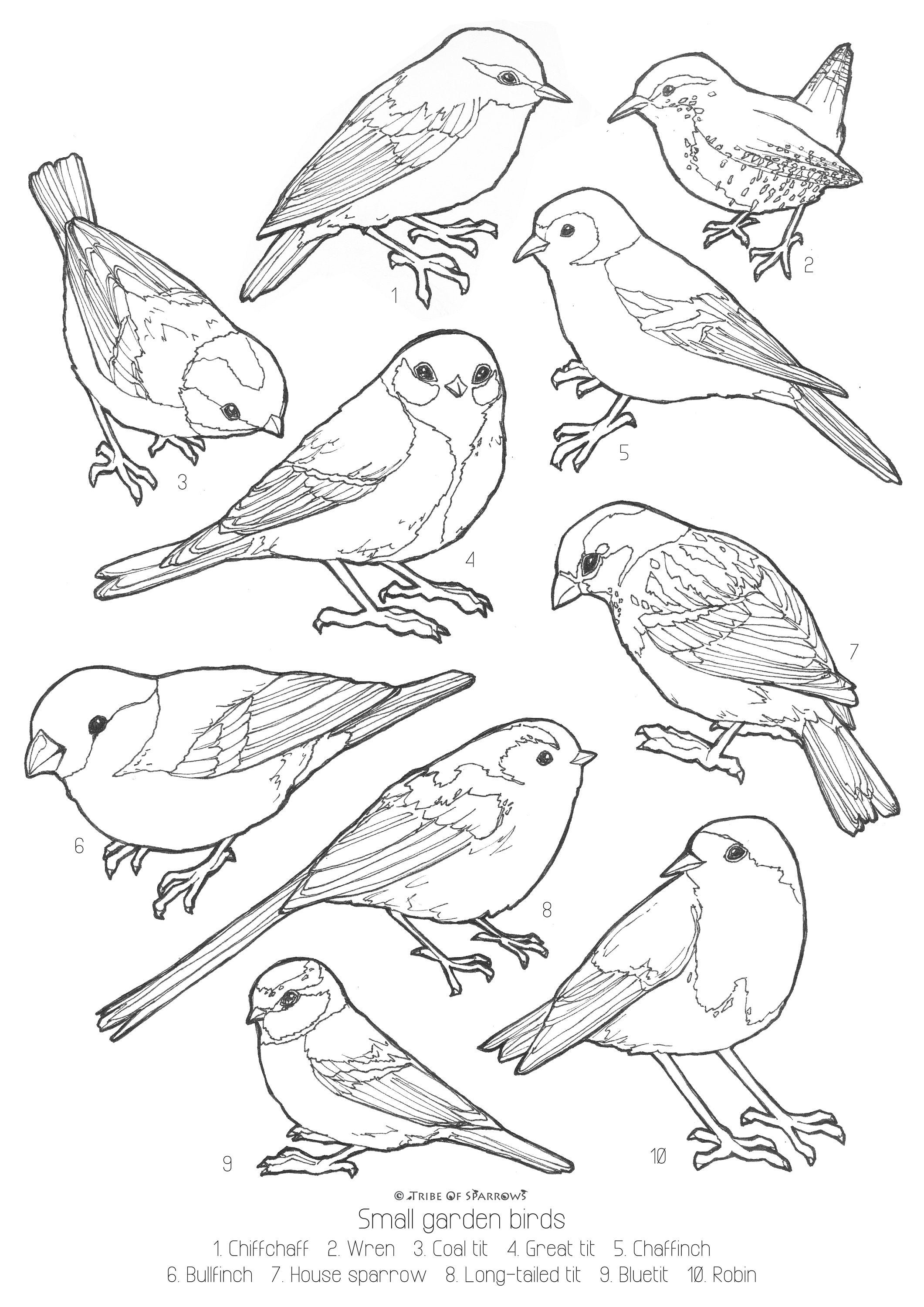 Birds Coloring Pages