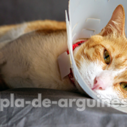 Understanding the Signs of a Sick Cat: Symptoms, Causes, and What You Should Do