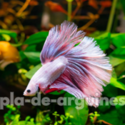 stress and illness in betta fish