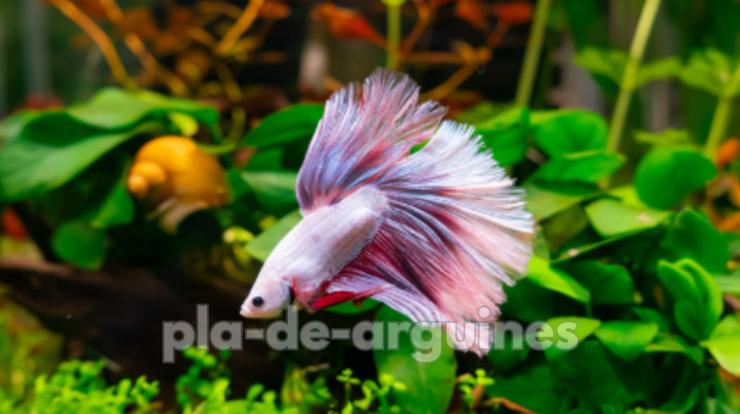 stress and illness in betta fish