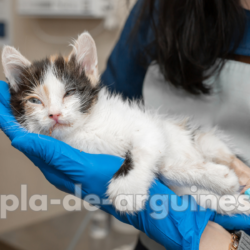 when to take a cat to the vet