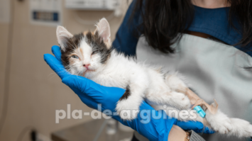 when to take a cat to the vet