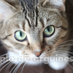 Why Is My Cat Not Eating? Common Causes and What You Should Do