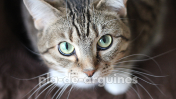 why my cat not eating