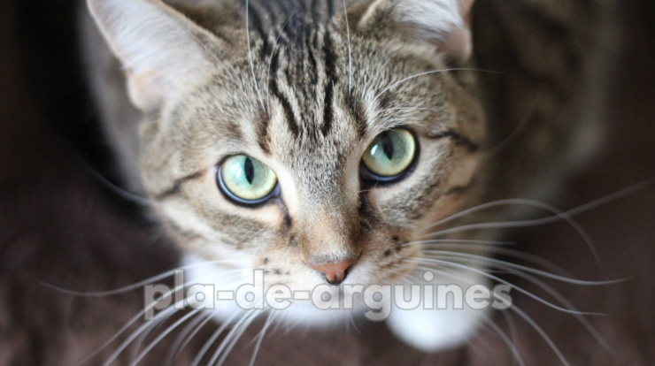 why my cat not eating