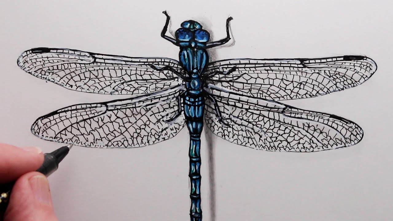 How to Draw a Dragonfly: Step by Step Drawing for Beginners - YouTube