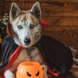 Halloween Costume Ideas For Dogs
