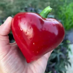 Easy Home Garden Vegetables