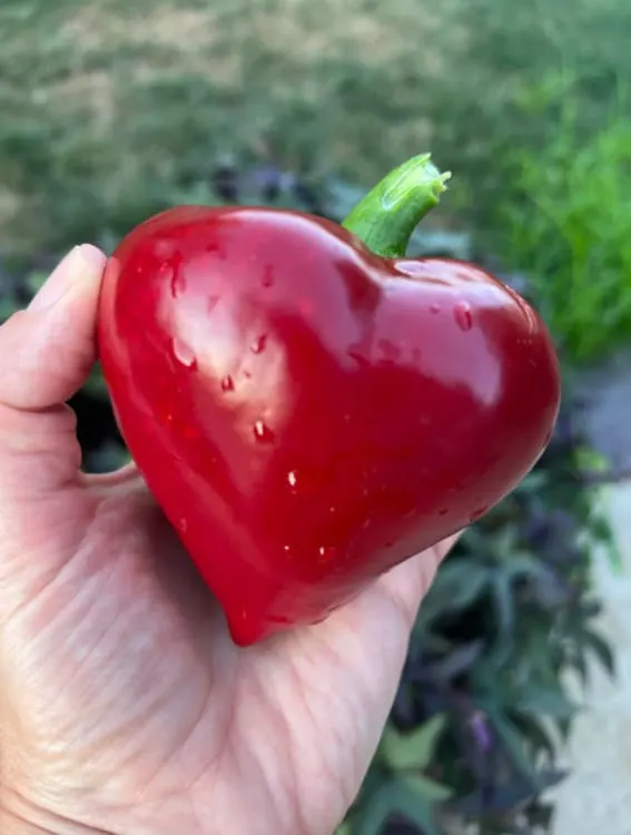 6 EASY Garden Vegetables to Grow, Even If You're a Beginner